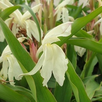 Roscoea beesiana 'White Farm'